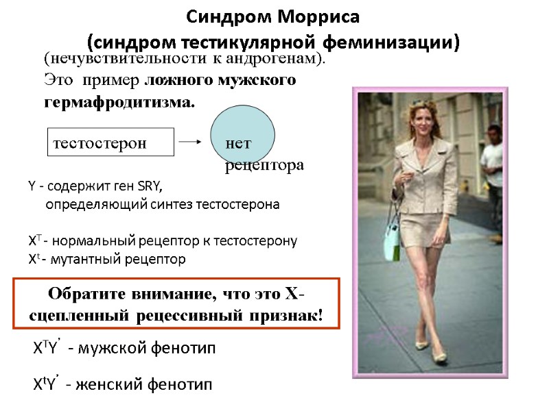 Синдром Морриса (синдром тестикулярной феминизации) тестостерон нет рецептора Обратите внимание, что это Х-сцепленный Синдром Морриса (синдром тестикулярной феминизации) тестостерон нет рецептора Обратите внимание, что это Х-сцепленный